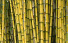 Bamboo Stems winter colour
